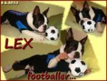 /album/fotogalerie/lex-fotbalista-jpg1/